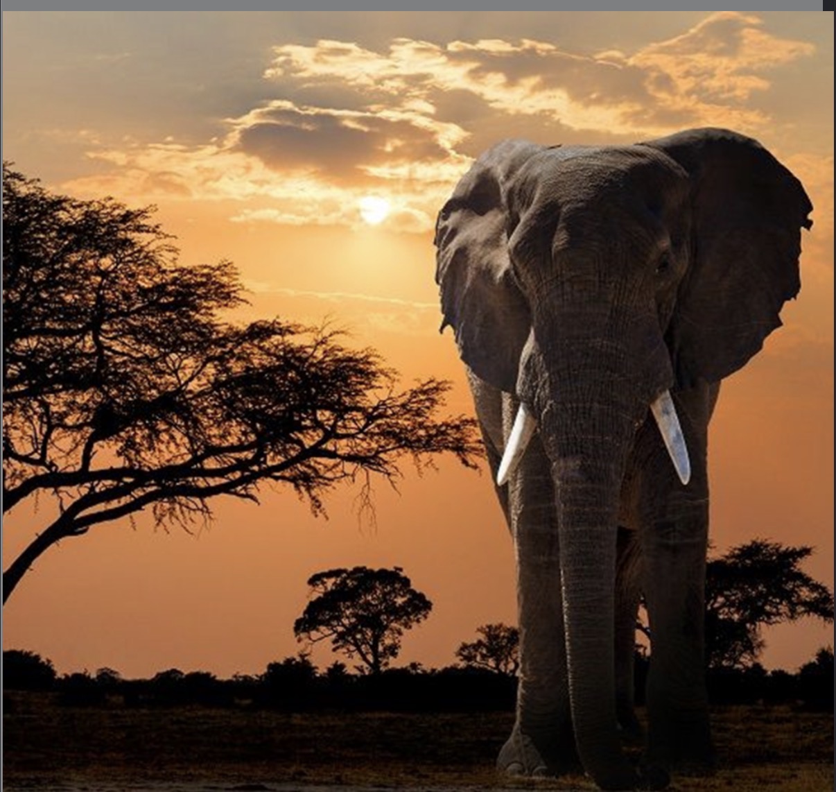 Elephant at sunset on the African savannah